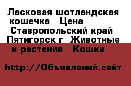 Ласковая шотландская кошечка › Цена ­ 2 000 - Ставропольский край, Пятигорск г. Животные и растения » Кошки   